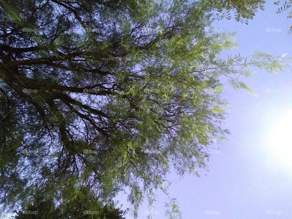 Tree adn sky