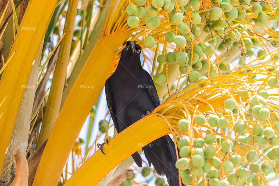 Black bird in tree