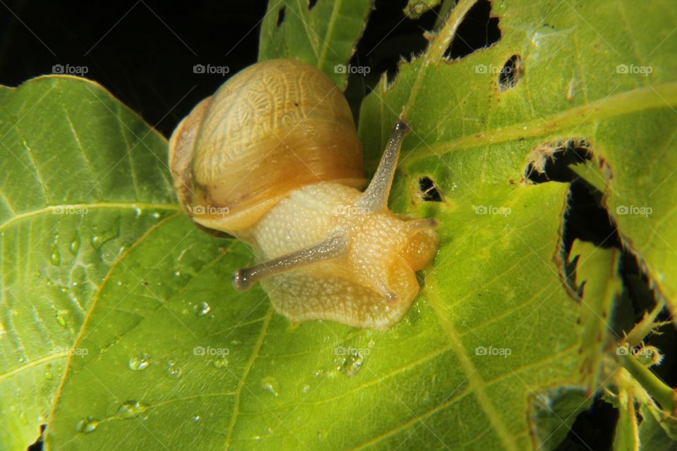 Snail