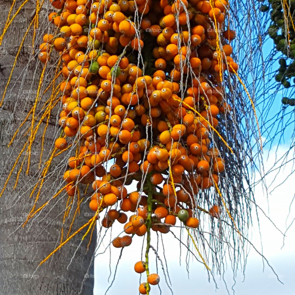 Tree, Tropical, No Person, Fruit, Nature