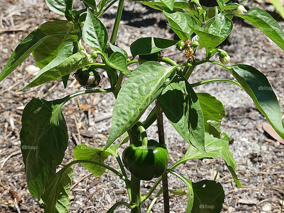 Peppers growing on a green pepper plant 