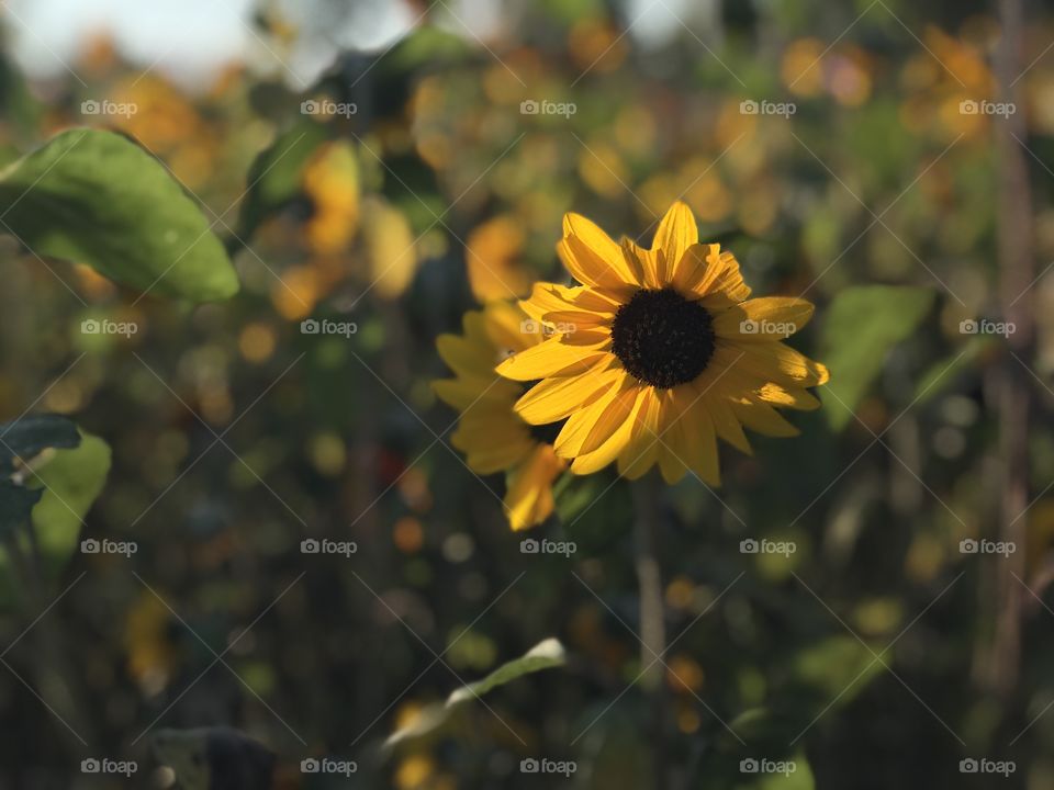 Sunflower field