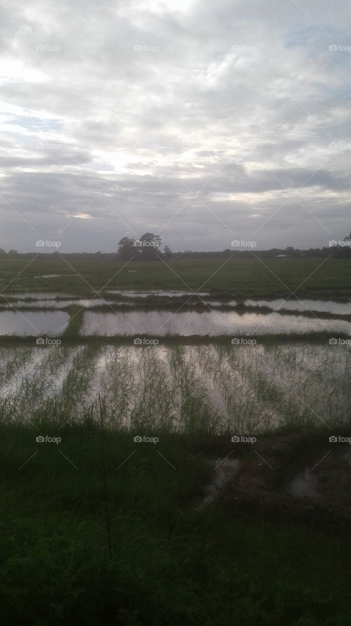 Sunset over rice fields at Kabrouss surroundings / Senegal