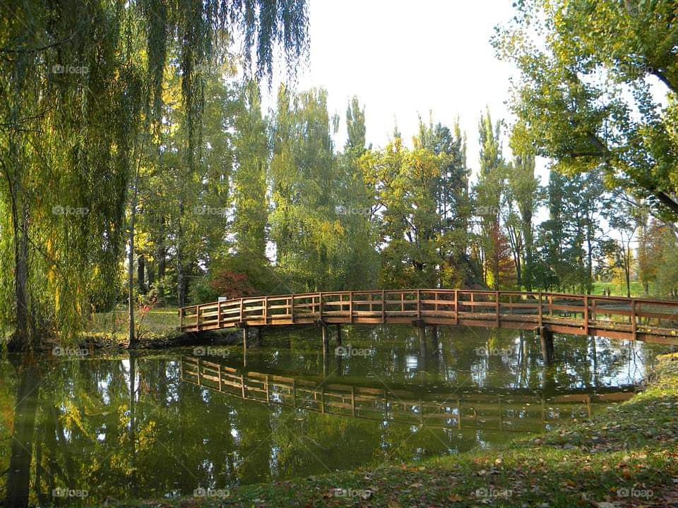 A bridge reflecting on the lake