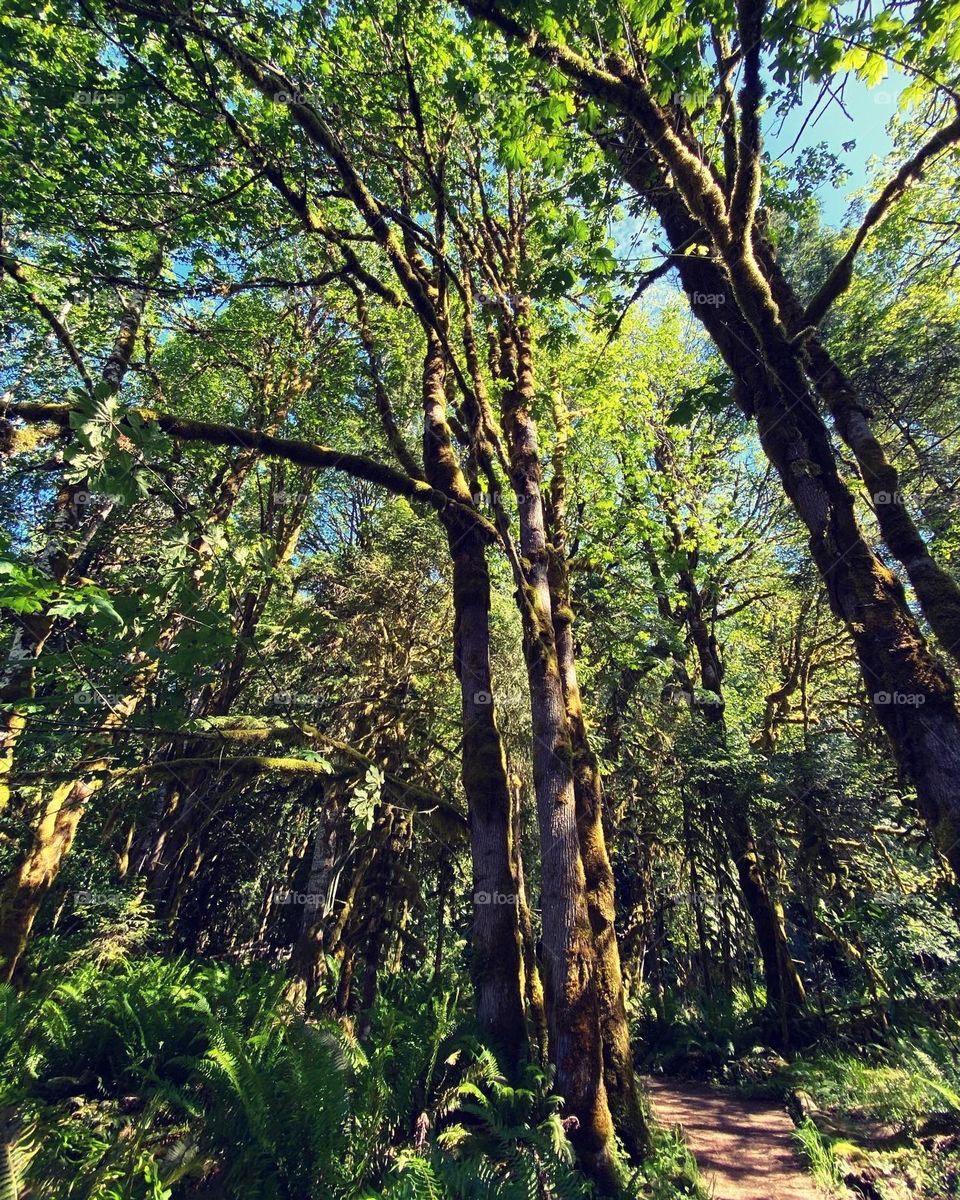 Shadows under the canopy of trees
