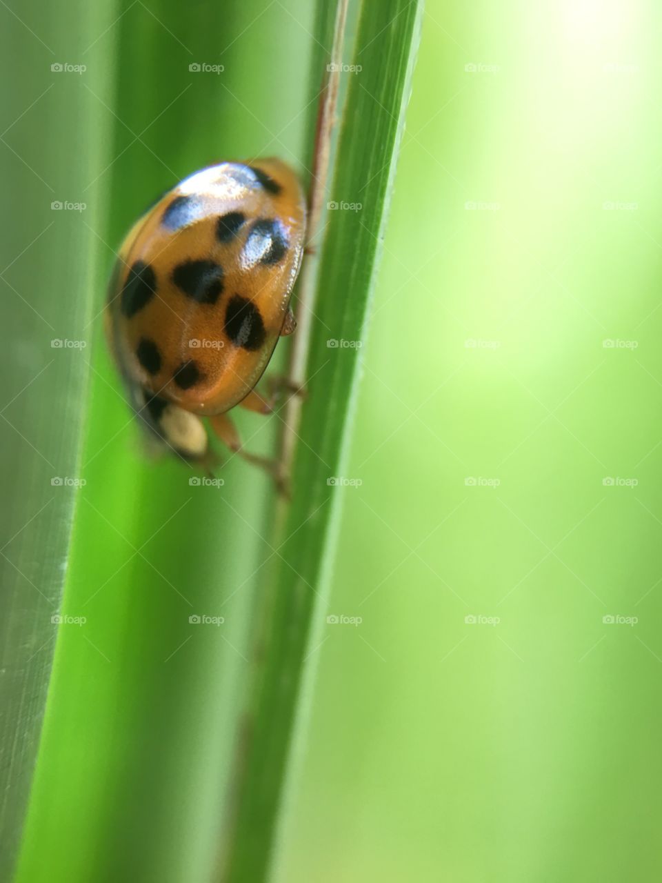 Ladybug on blade of grass