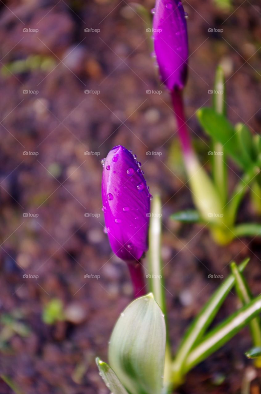 Water drops on purple flower