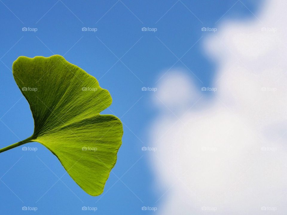 Close-up of leaf against sky