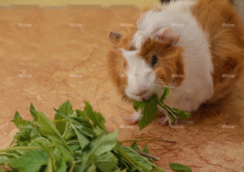 beautiful guinea pig eating green grass