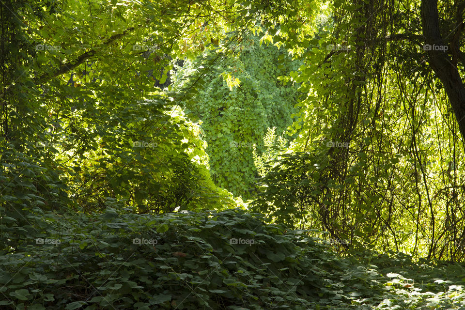 A walk along a lush and green woodland in the early morning with the light coming through the leaves on the trees!