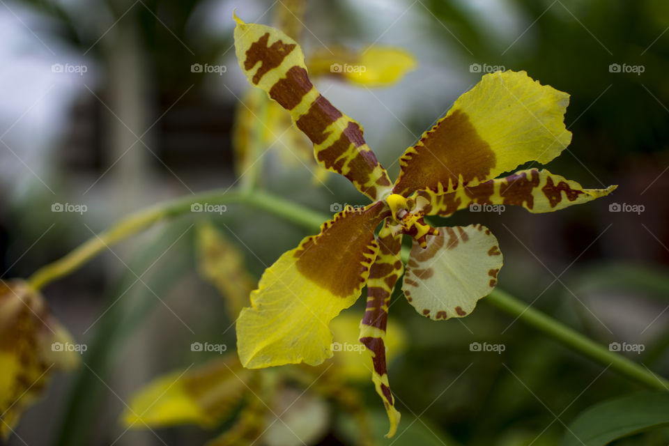 tiger orchid