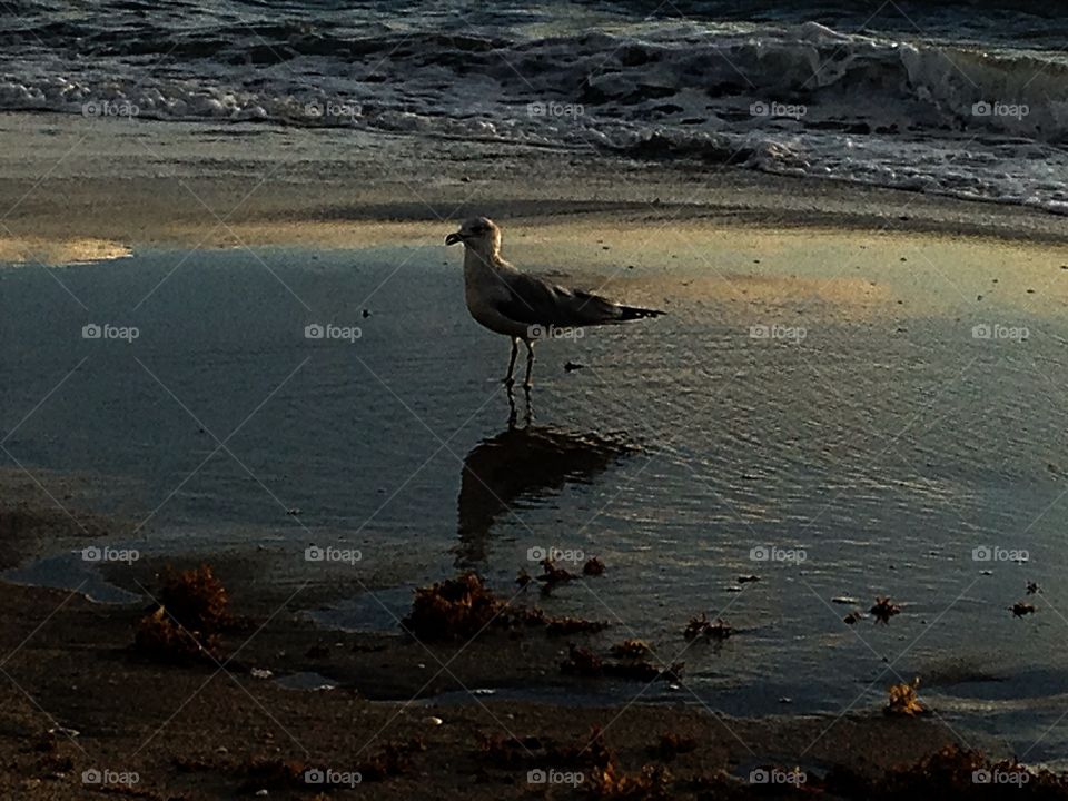Early morning at Ocean Ridge, FL