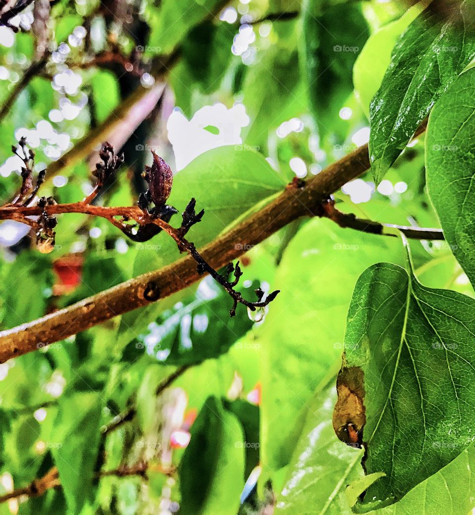 Raindrop on a tree branch—taken in Ludington, Michigan 