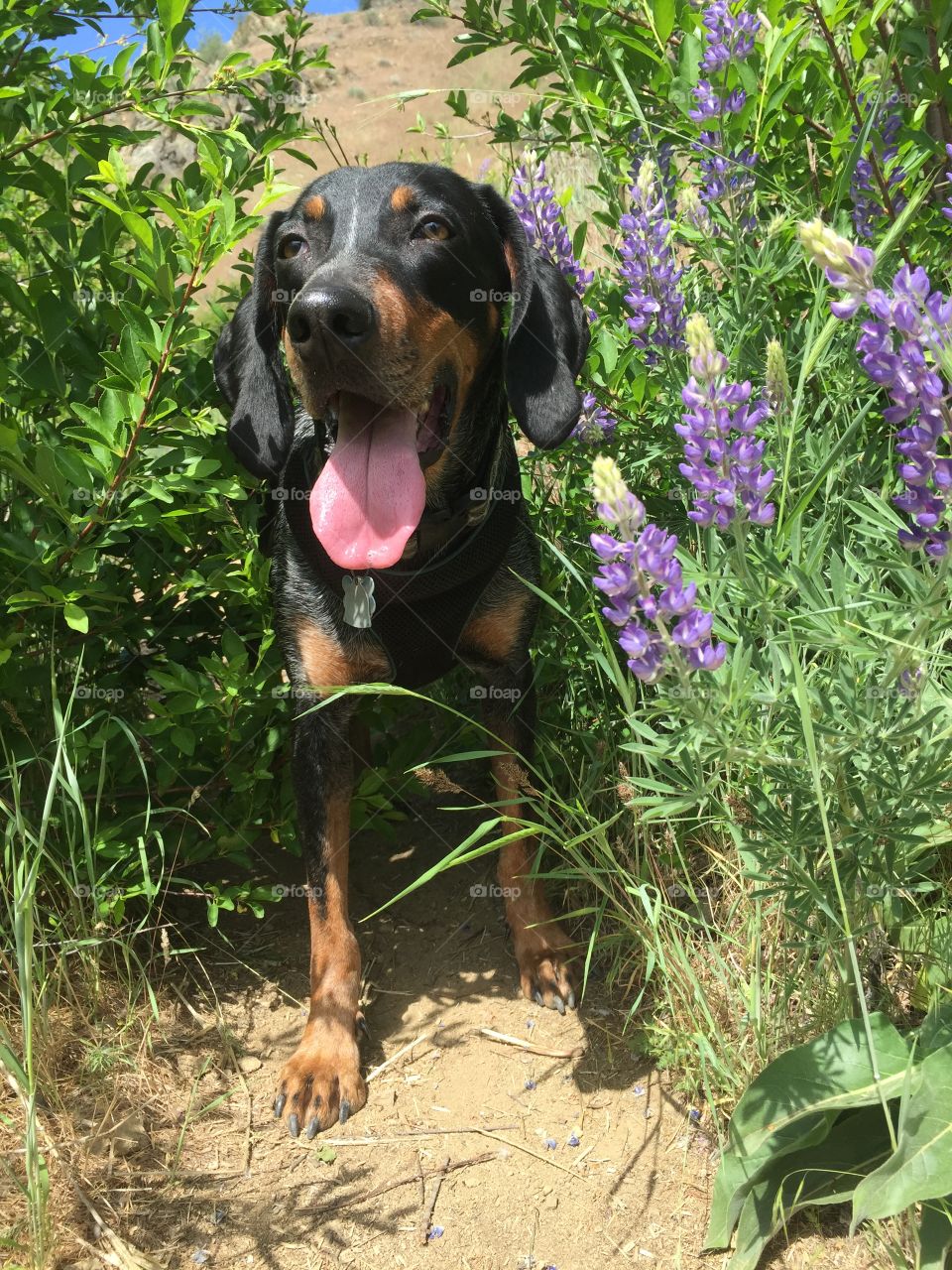 Coonie in wildflowers 