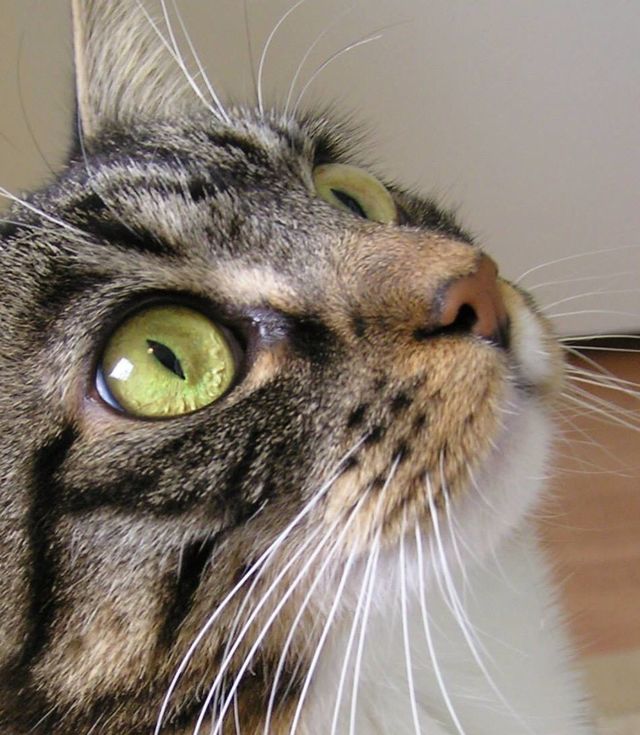 Cat Closeup