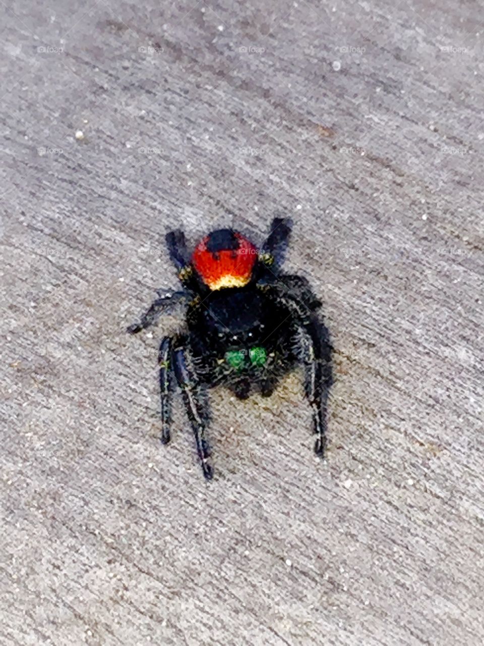 Jumping spider 