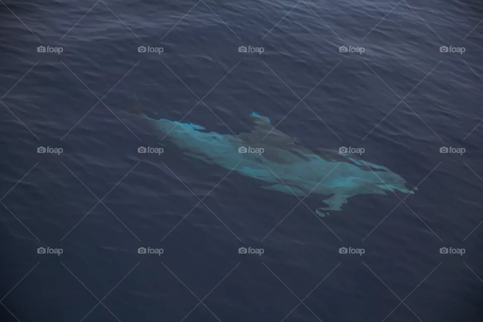Dolphin 