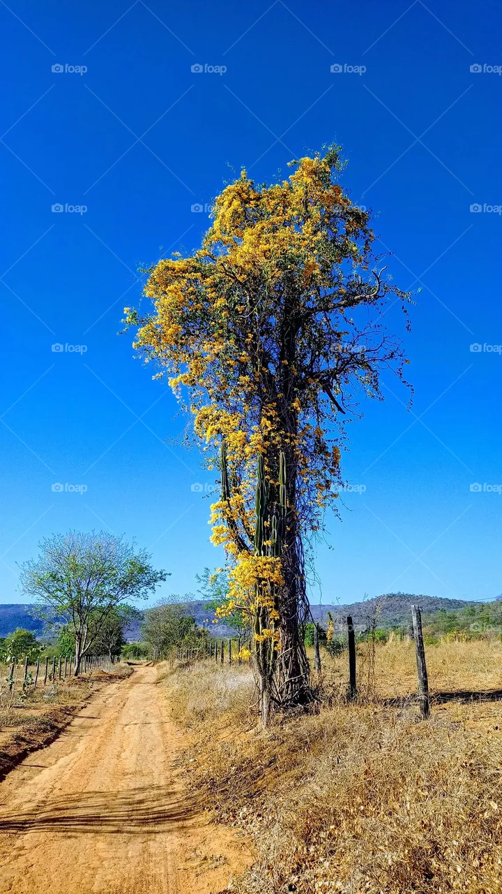 rural landscape