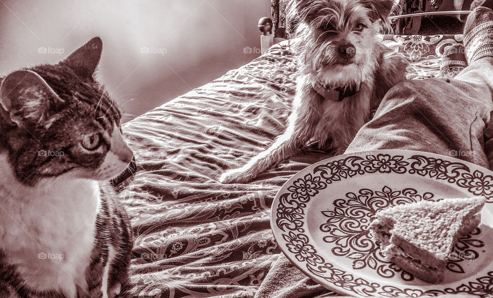 Cat and dog stare longingly at their owner’s sandwich, it all feels a bit sinister