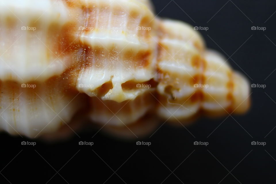 macro of seashell