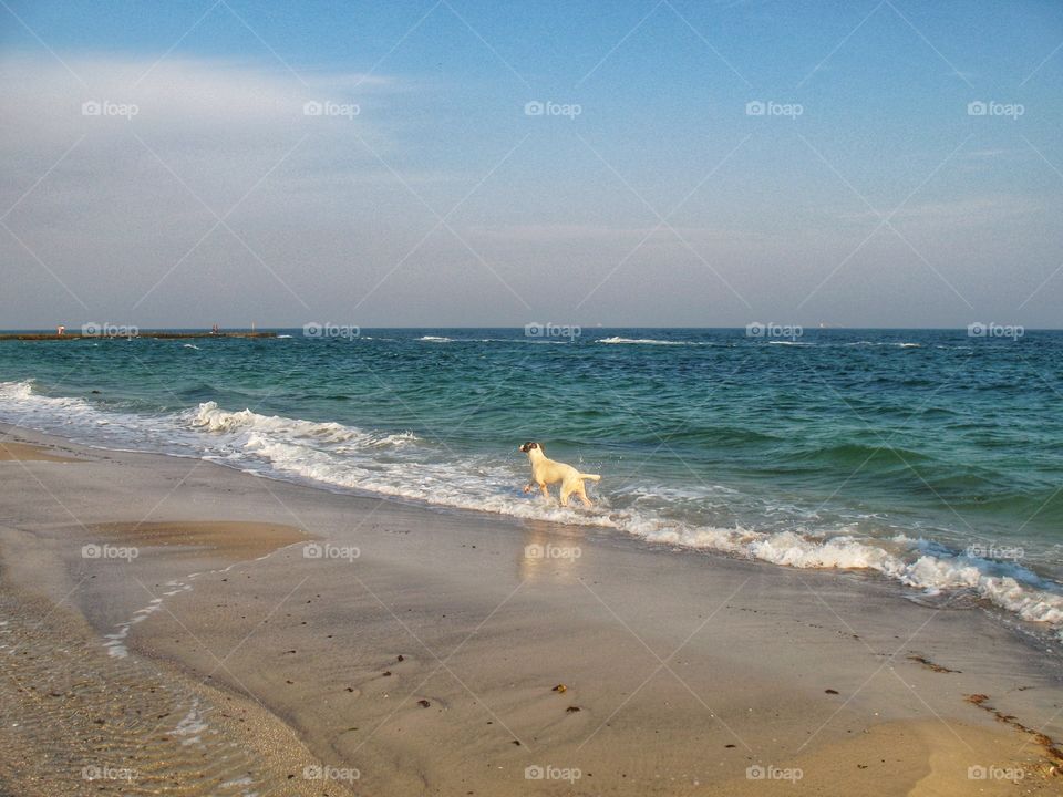 the dog runs along the sea собака бежит вдоль моря