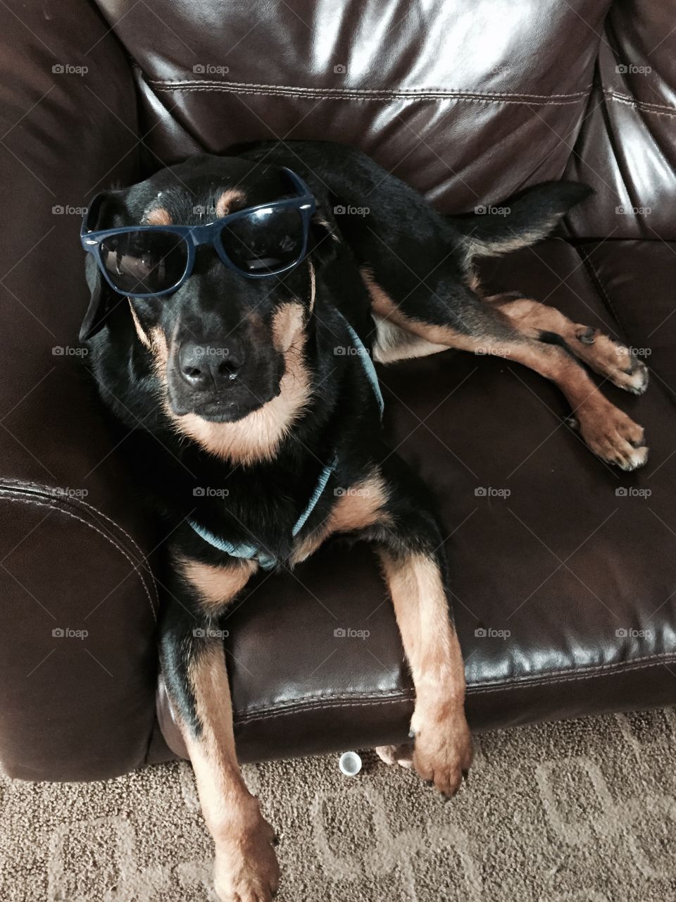 Cool dog 