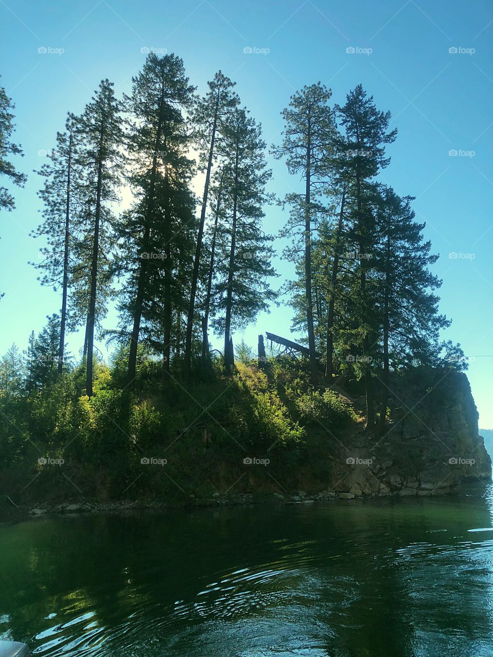 Pine trees over the lake