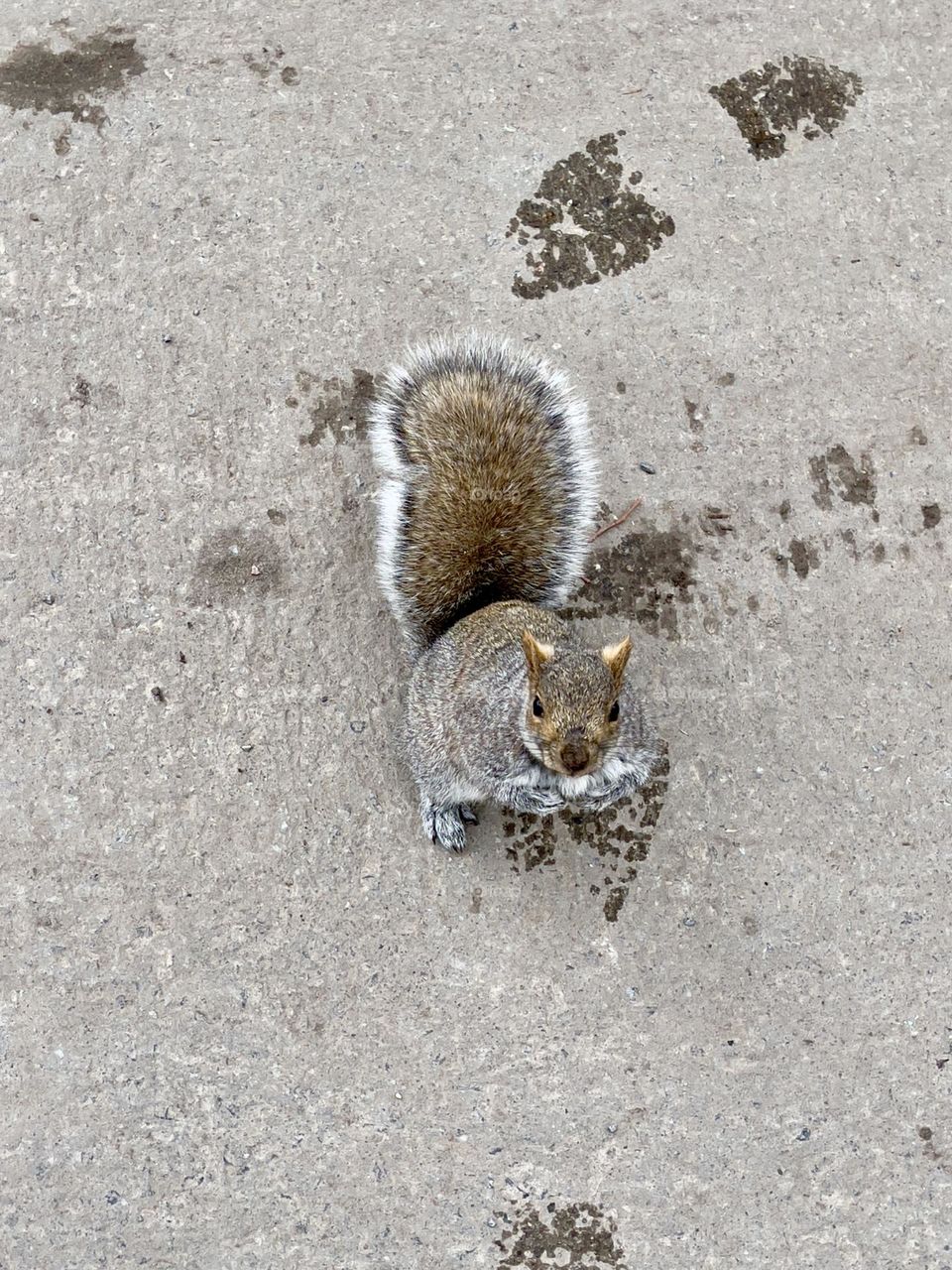 Common Eastern grey tree squirrel Sciurus carolinensis  on urban city road looking for handout, isolated on concrete, room for text or copy 