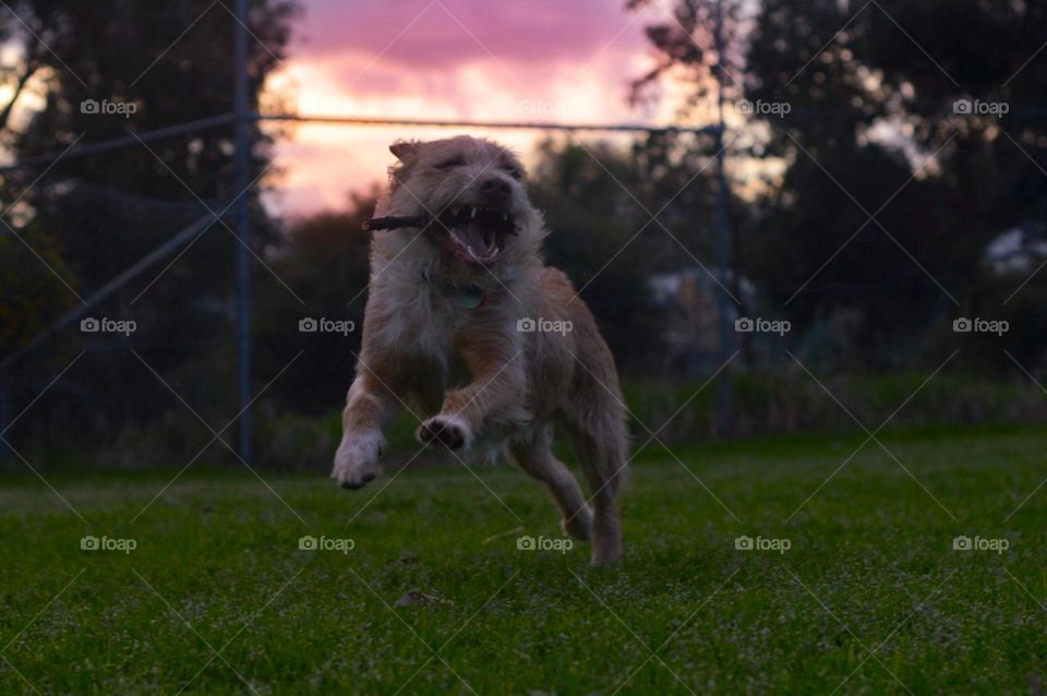 Sunset dog 