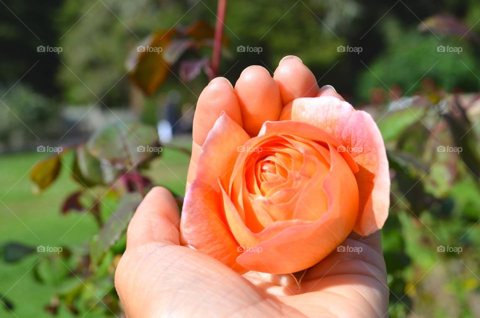 Essence from within, Rose garden in CT