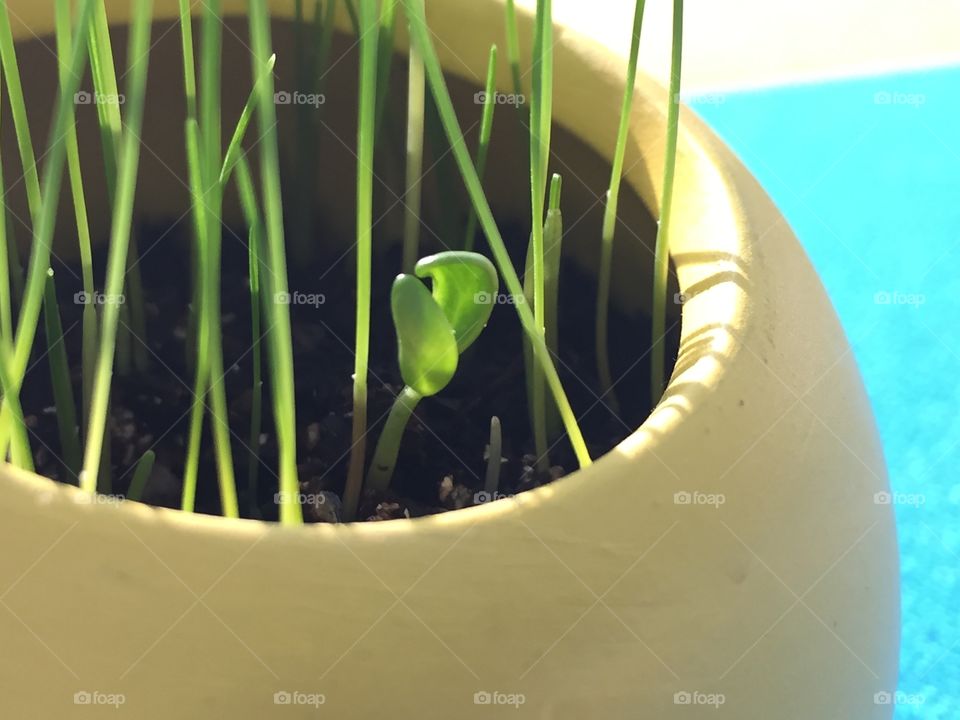 Close-up of plant growing in pot