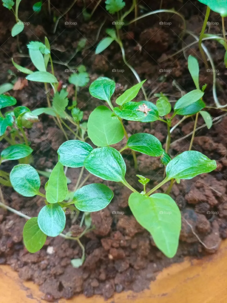 small plant