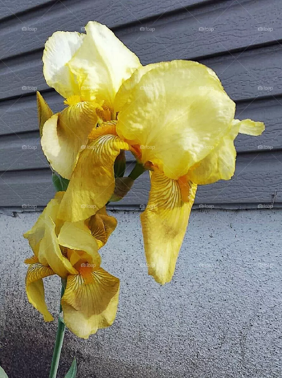 Iris