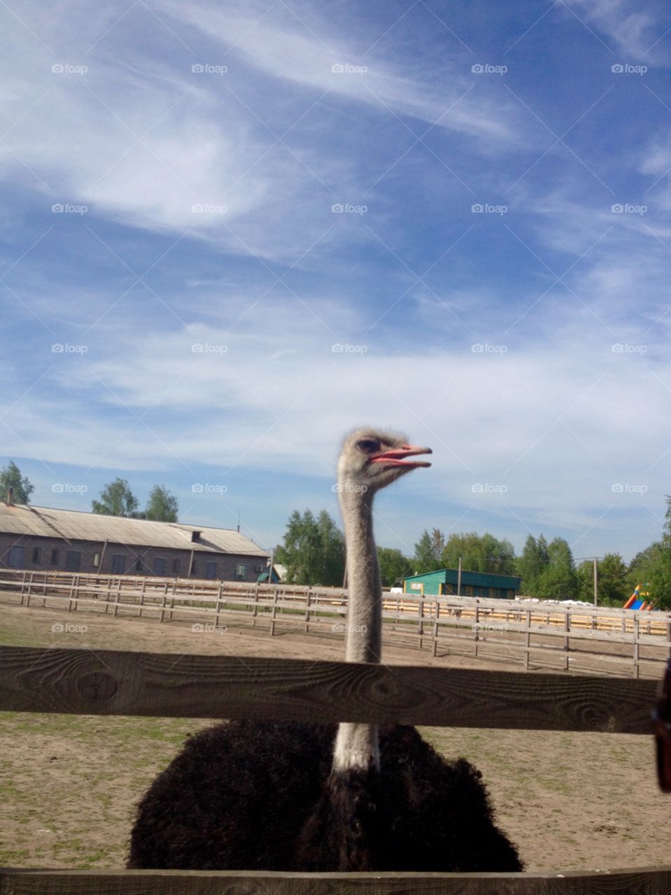 Ostrich looking 