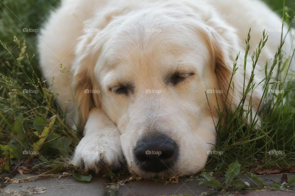 sleeping golden retriever. dog in the garden