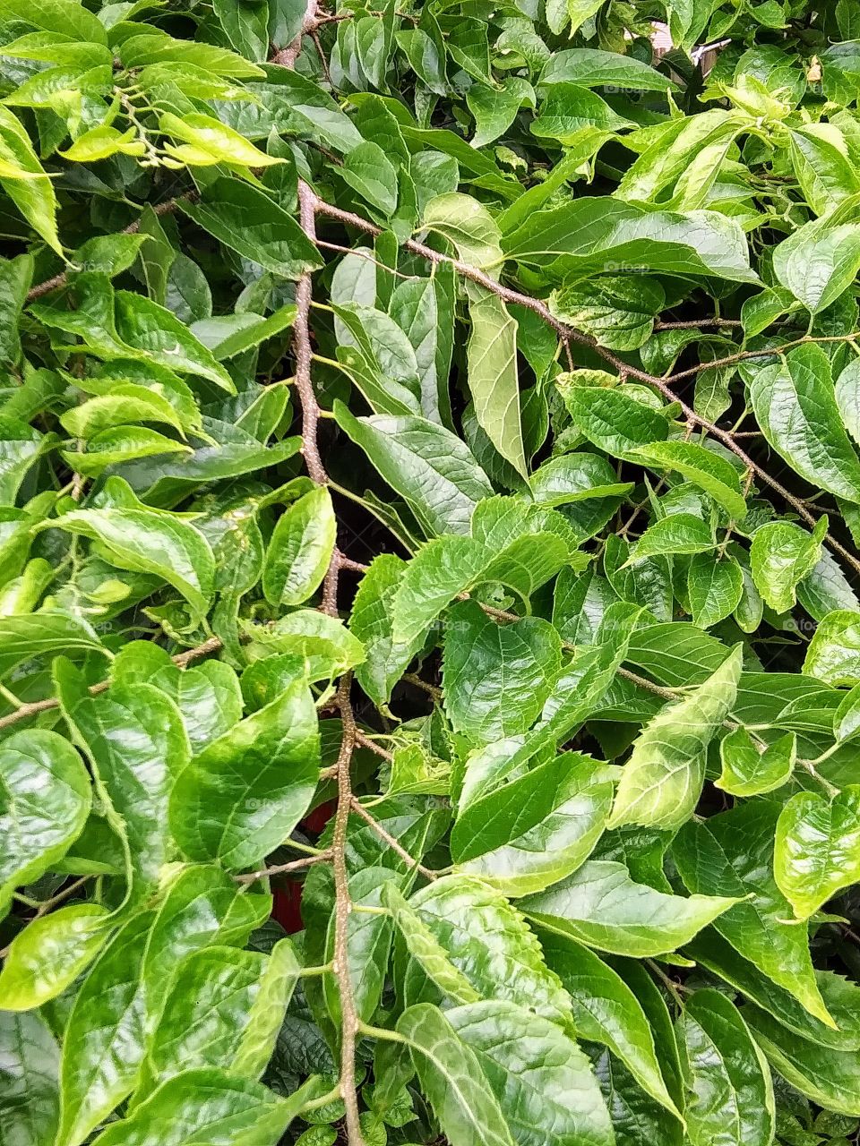 lots of green leaves