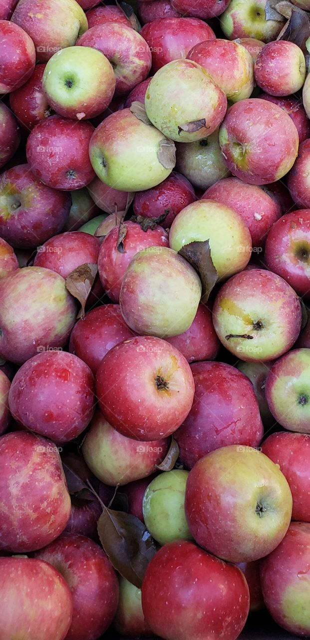 apple cider shipment
