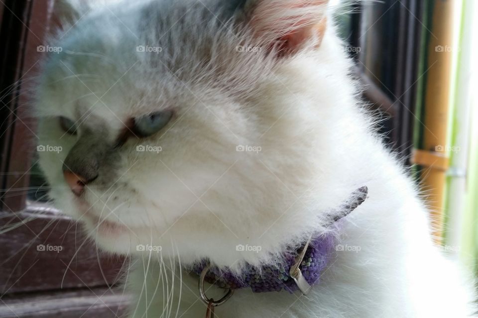 close up cat its big n white