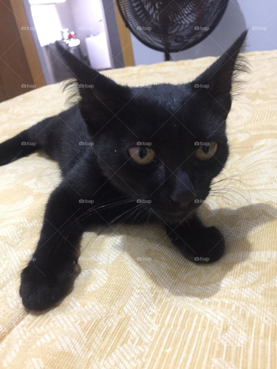 Meu gato