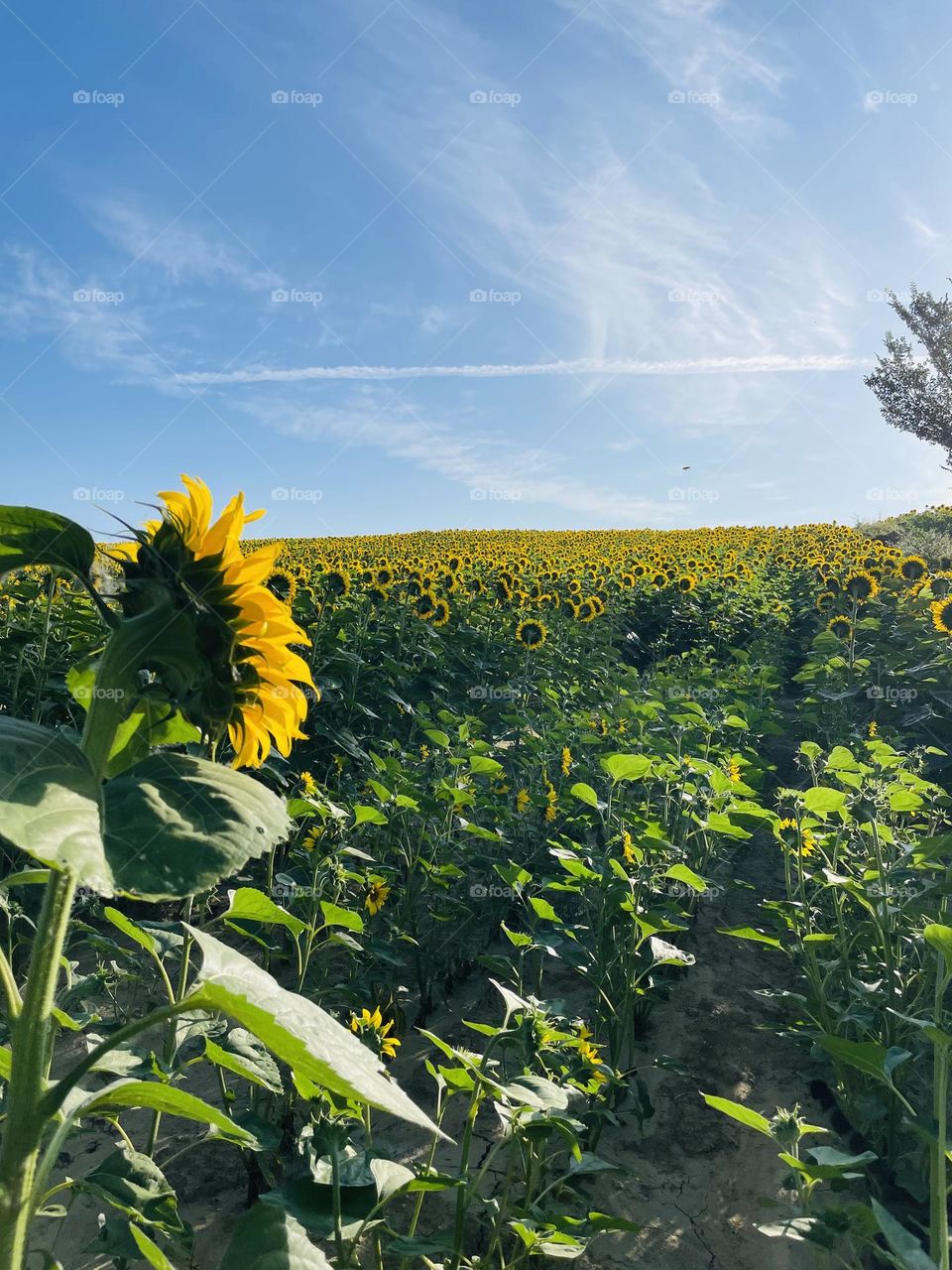 Beautiful day in a French farm 