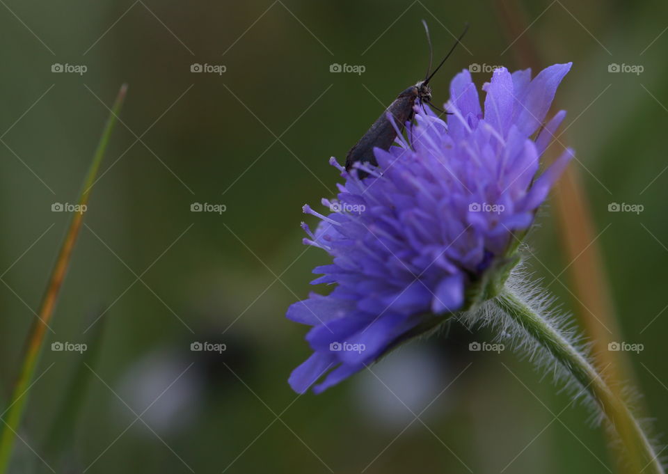 Insect On Flower