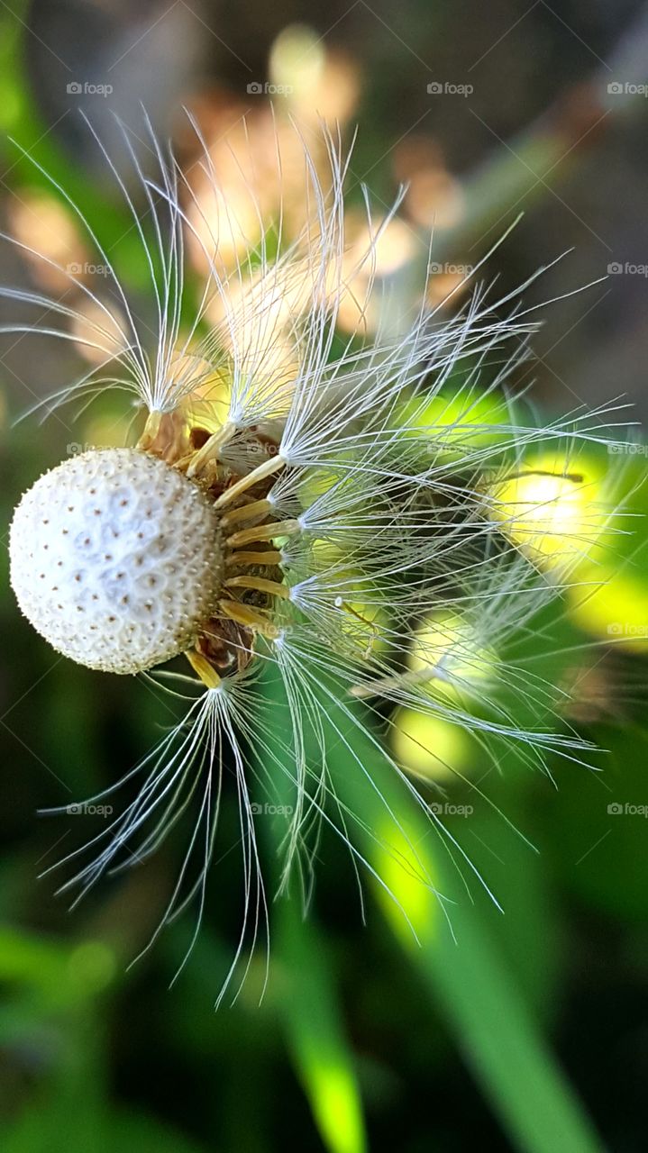Ripe seeds of coltsfoot.