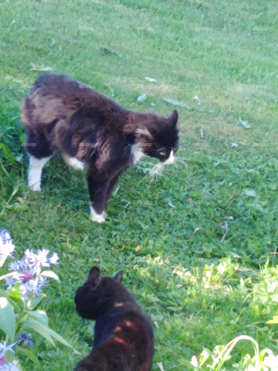 Разговор котов