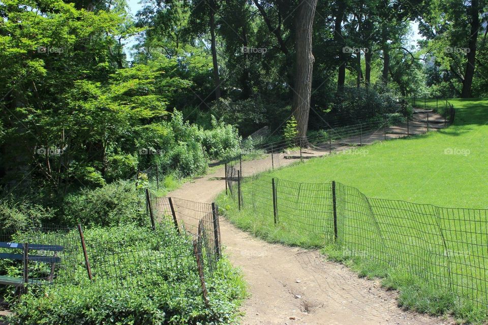 Path through Central Park 