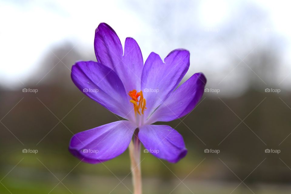 Close-up of purple flower