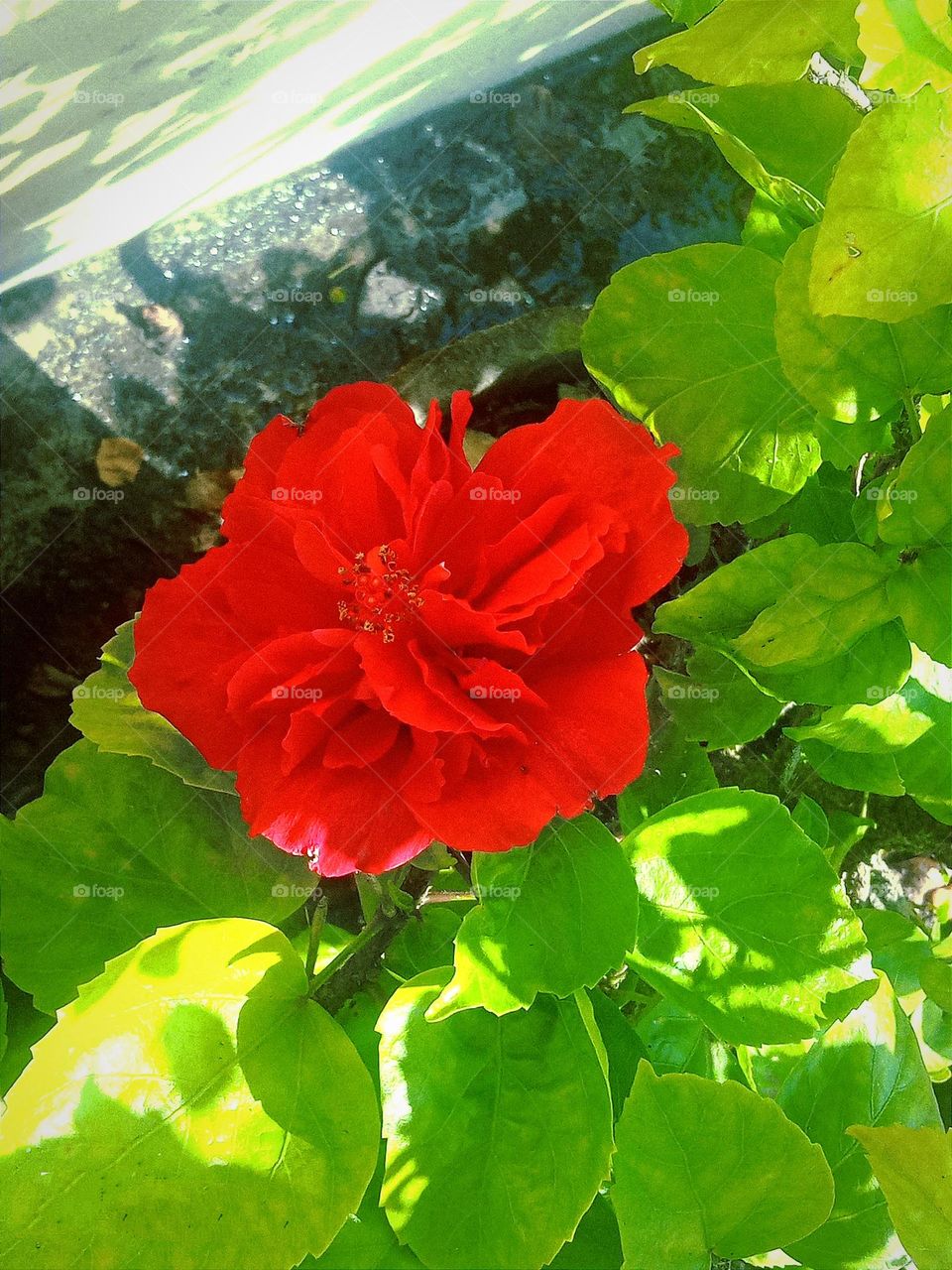 beautiful red hibiscus flowers🌸🌺🌻🌹🌷🌼💐 in our garden