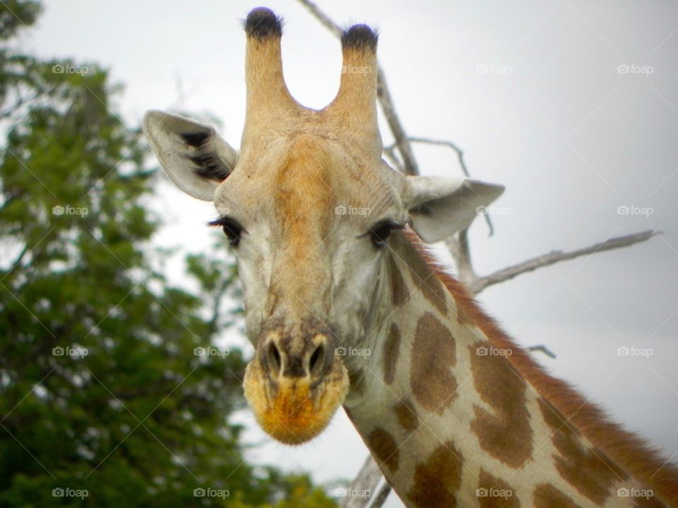 A giraffe in Botswana on a Safari in 2013