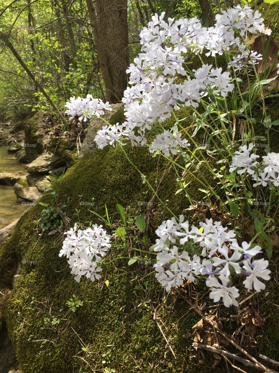 Phlox on rocks