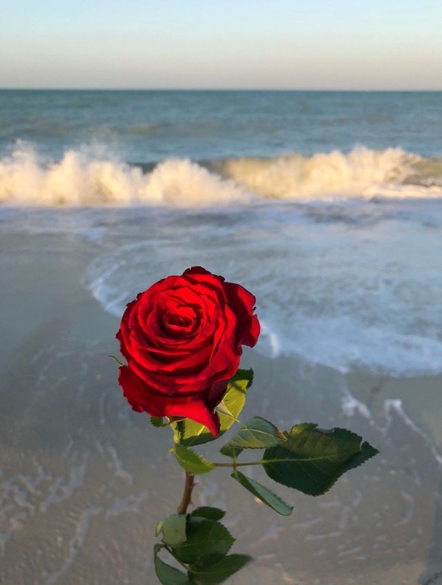 rosa