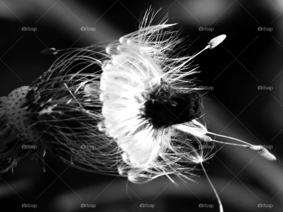 verblühter Löwenzahn